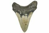 Fossil Megalodon Tooth - North Carolina #328890-1